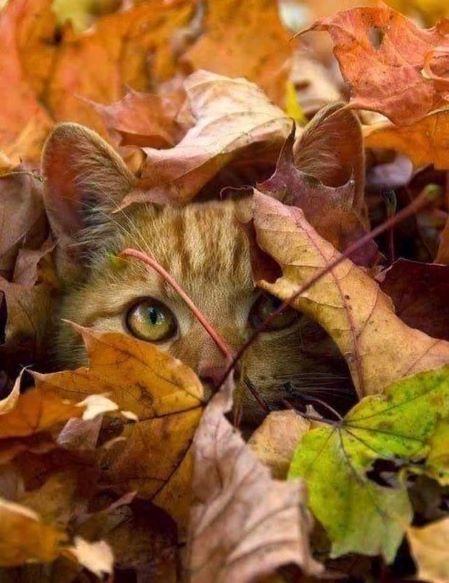 cat and autumn.jpg